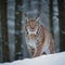Winter wildlife. A face-to-face walk with a lynx.