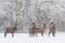 Winter Wildlife Landscape With Four Noble Deer Cervus elaphus. Herd Of Snow-Covered Red Deer Stag. Red Deer Stag Close-Up, Artis