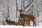 Winter Wildlife Landscape With Great Adult Red Deer Stag Cervus Elaphus At Backround Of Winter Birch Forest. Trophy Stag Close