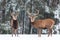 Winter wildlife landscape. Noble deers Cervus Elaphus. Two deers in winter forest. Deer with large Horns with snow looking at came