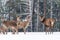 Winter wildlife landscape. Noble deers Cervus Elaphus. Two deers in winter forest. Deer with large Horns with snow looking at came