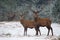 Winter Wildlife Landscape With Two Noble Deer Cervus elaphus. Deer With Careful Look And Large Branched Horns On The Background