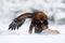 Winter wildlife scene from nature. Golden Eagle with catch hare in snowy winter, snow in the forest habitat. Storm with bird and f