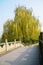 Winter willow near bridge