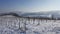 Winter on the wineyard