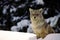 A winter wolf sits atop a snow drift