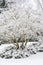 Winter wonderland landscape on a snowstorm, leafless maple tree and garden covered in snow