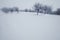 Winter wonderland landscape with trees on meadow with snow