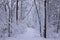 Winter Wonderland: Snow Covered Tangled Mystical Pathway