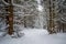 Winter wonderland trail with trees covered in fresh snow and knee deep powder. Hiking path in Piatra Mare Carpathian mountains