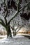 Winter wonderland. Trees covered in snow, night city lights shining through. Ideal picture that brings up holiday spirit