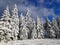 Winter wonderland trees in Poland