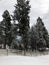 Winter wonderlandâ€”fresh snow on trees