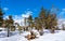 Winter woodland scenery at Bryce Canyon, the USA
