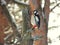 Winter. woodpecker