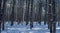 Winter in the woods 02