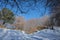 Winter Woods In Etna National Park, Sicily