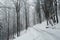 Winter woods panorama in Beskidy