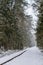 Winter Woods. It is snowing in the forest. Hiking trail in the reserve. Curonian Spit, Russia