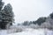 The winter woods through the snowy curtain. Trees in the snow and haze. Winter forest frost fog. Trunks of trees with branches