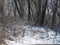 Winter woods in western Colorado after a snow storm