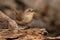 Winter Wren - Troglodytes hiemalis