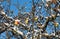 In winter, yellow and red apples still hang on an old apple tree. The branches and apples are covered with snow. Blue sky in the