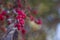 Winterberries background for fall or winter
