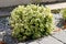 Wintercreeper or Euonymus fortunei evergreen shrub plant with green to yellow leaves growing as bush next to stone tiles sidewalk