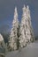 Wintered trees on hill