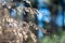 Wintered Wildflower Branches in the Forest