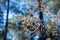 Wintered Wildflower with Forest Background