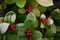 Wintergreen Gaultheria procumbens with Red Berries