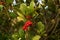 Wintergreen Gaultheria procumbens with Red Berries