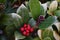 Wintergreen Gaultheria procumbens with Red Berries