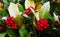 Wintergreen Gaultheria procumbens with Red Berries