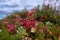 Wintergreen Gaultheria with red berries, selected focus