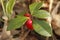 Wintergreen with Red Berries