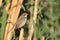 Wintering female Bluethroat among reeds, Egypt