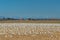 Wintering Lesser Snow Geese, Chen caerulescens, feeding and resting in farm field, Brunswick Point, BC, Canada.