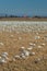 Wintering Lesser Snow Geese, Chen caerulescens, feeding and resting in farm field, Brunswick Point, BC, Canada.