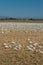 Wintering Lesser Snow Geese, Chen caerulescens, feeding and resting in farm field, Brunswick Point, BC, Canada.