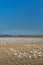 Wintering Lesser Snow Geese, Chen caerulescens, feeding and resting in farm field, Brunswick Point, BC, Canada.