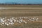 Wintering Lesser Snow Geese, Chen caerulescens, feeding and resting in farm field, Brunswick Point, BC, Canada.