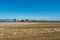 Wintering Lesser Snow Geese, Chen caerulescens, feeding and resting in farm field, Brunswick Point, BC, Canada.