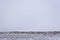 Wintering.Minimalism. Monochrome gray sky. Shepherd with a flock. Nomadic household Kazakhstan.