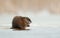 Wintering muskrat on the edge of the ice