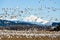 Wintering snow geese fly over the Skagit Vallay