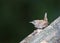 Winterkoning, Winter Wren; Troglodytes troglodytes