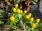 Winterlings awaken in spring in a flower bed
